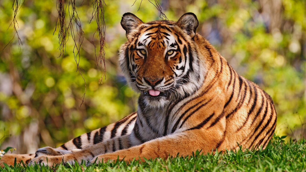 Tigar u šumi