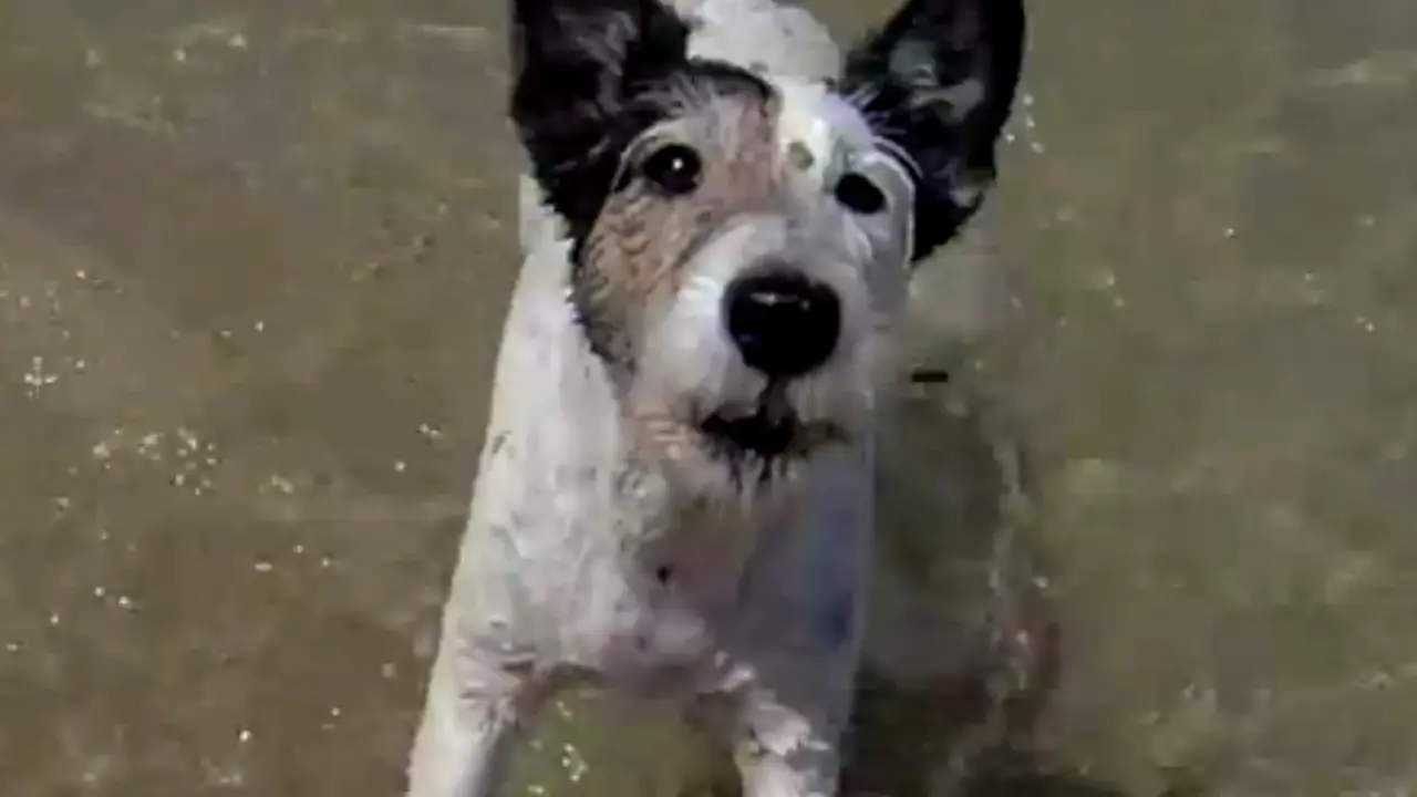 Happy Dogs Australia