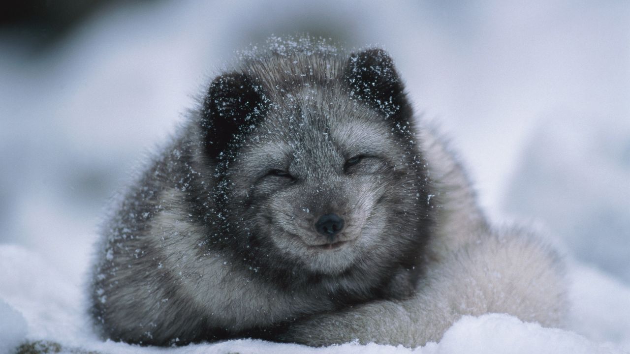 Polarna lisica