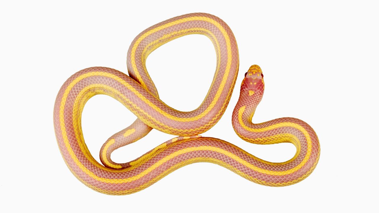 Albino kraljevska zmija