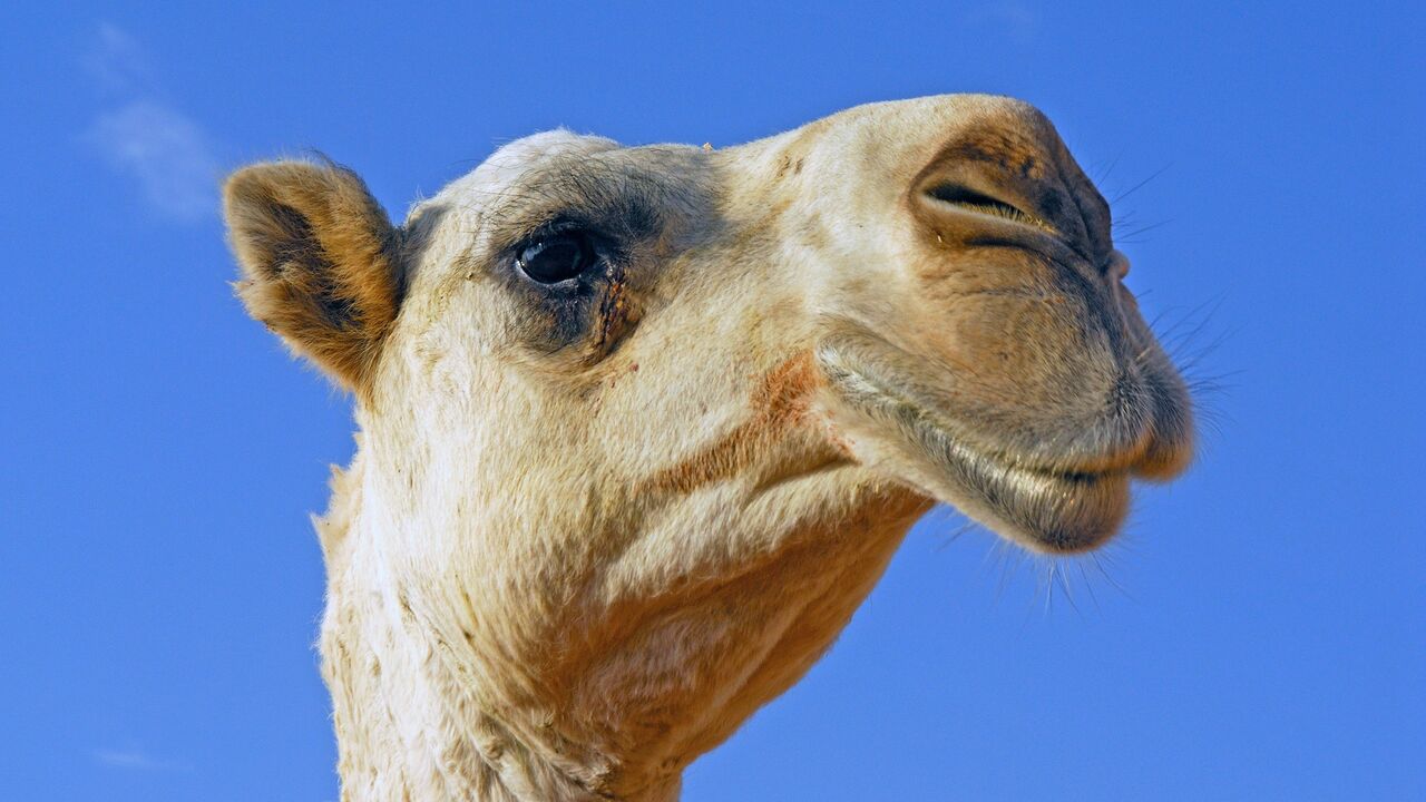 Saudijska Arabija