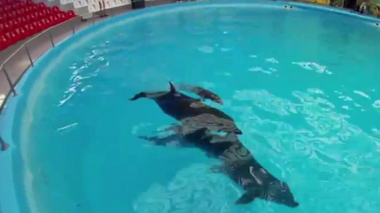 Beba delfin