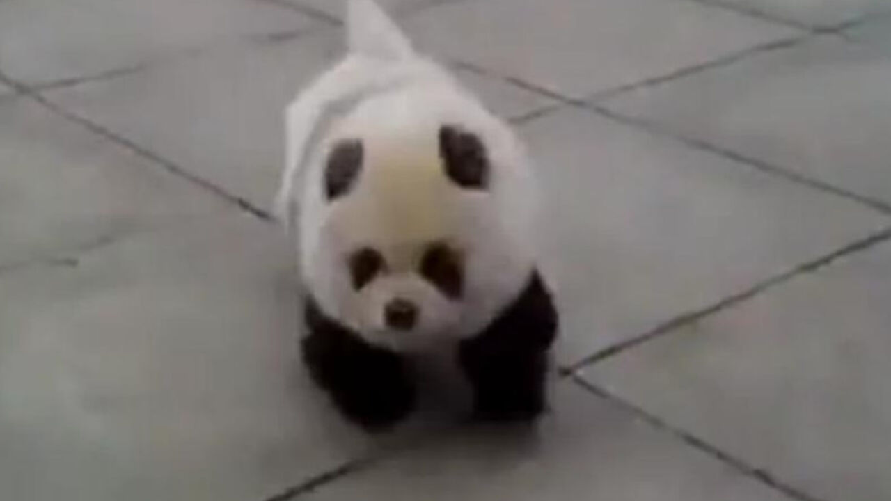 Pas panda