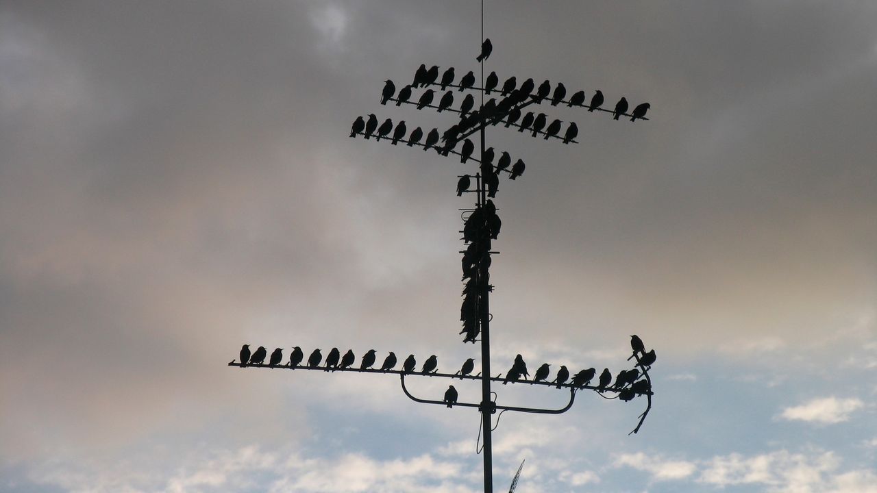 Antena