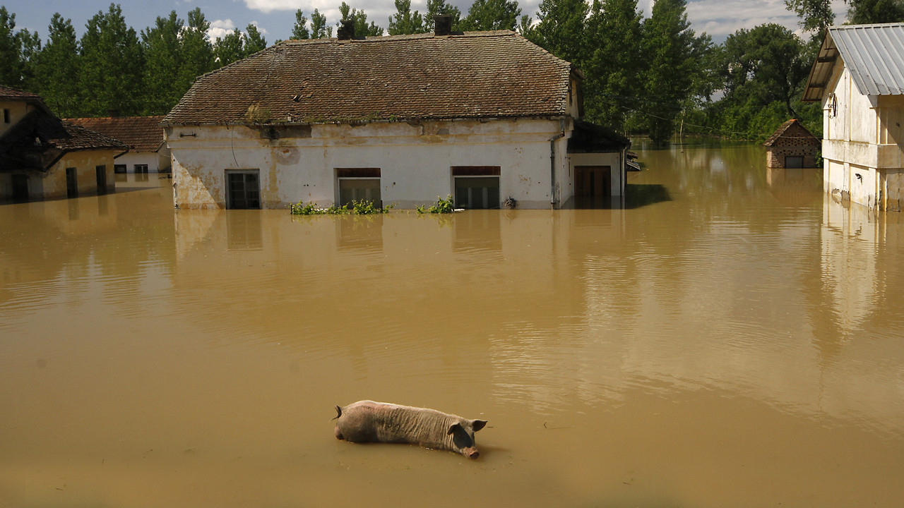 poplave u Šidu
