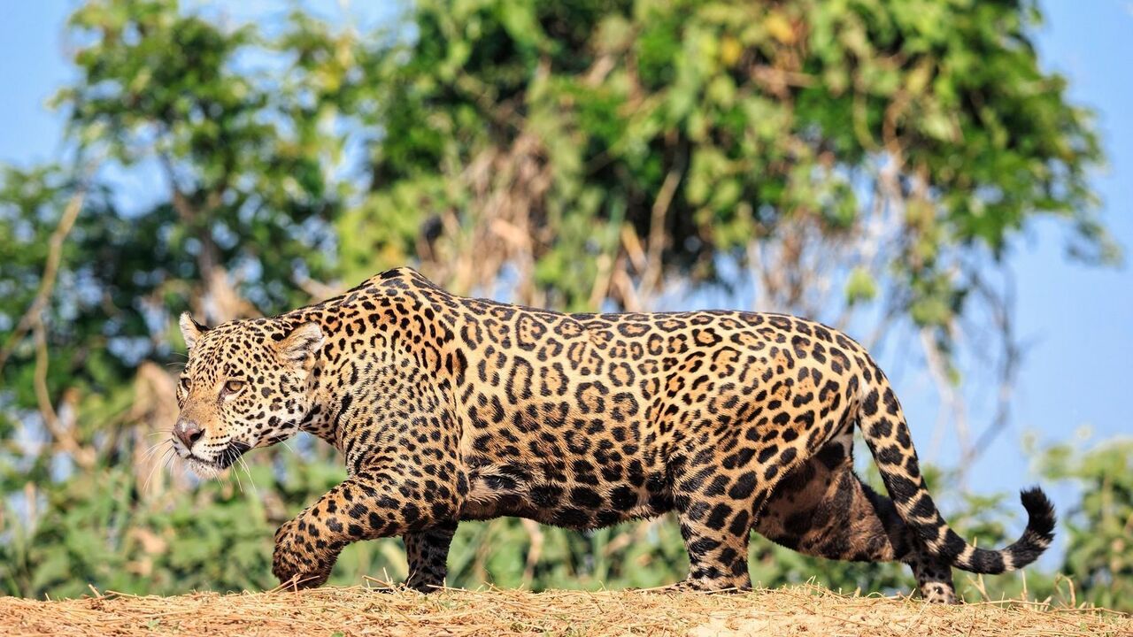 Jaguar