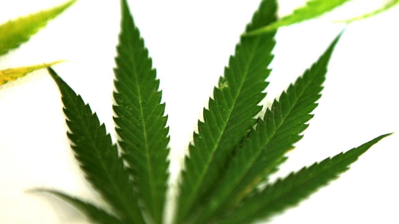 Marihuana
