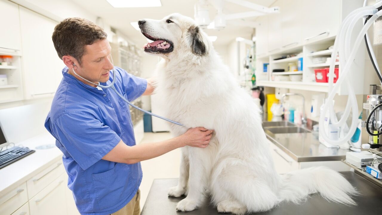 Pas kod veterinara