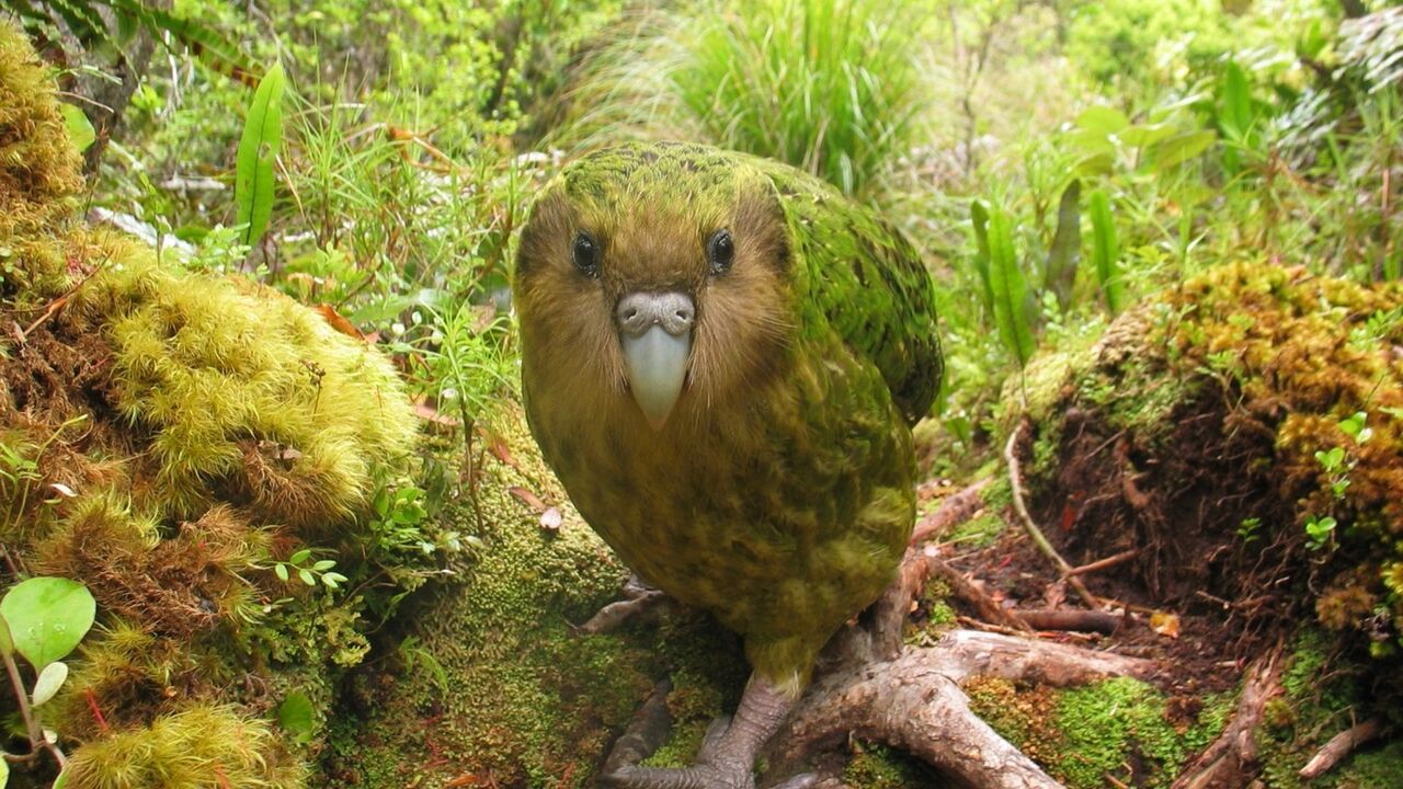 Kakapo papagaj