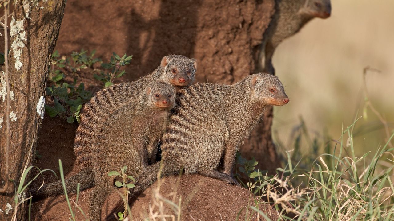 Mungosi