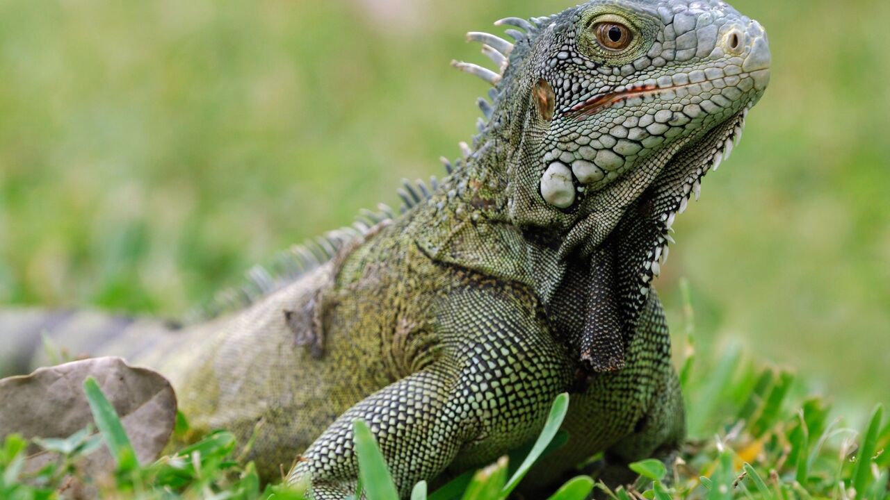 Zelena iguana