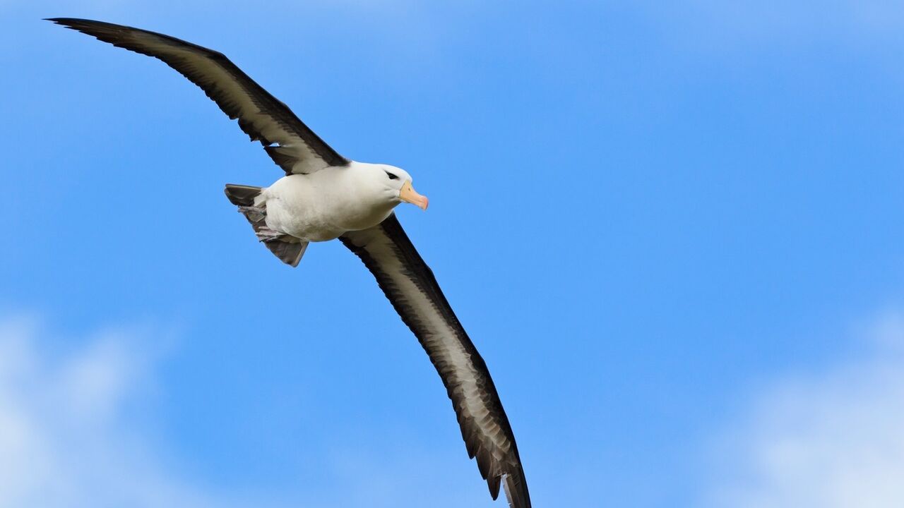 Albatros leti