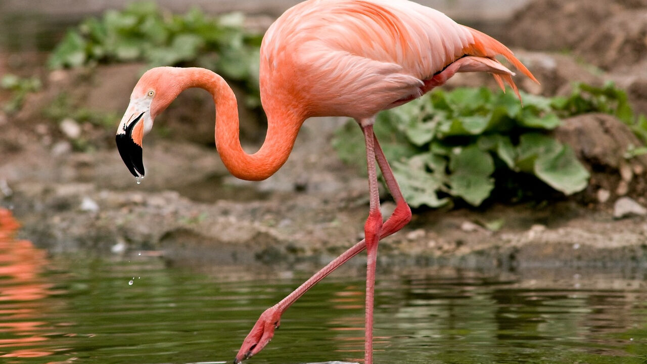 Flamingo