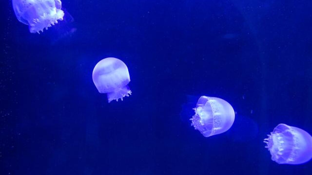 Veliki broj meduza u morima i okeanima