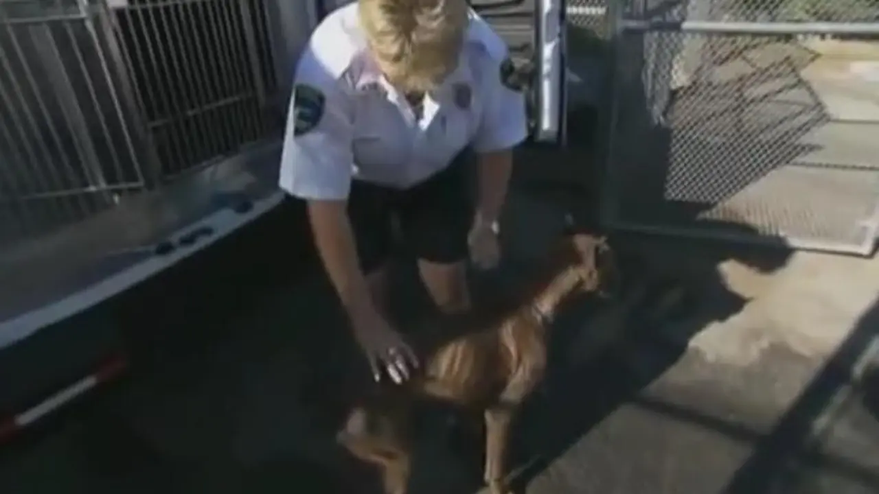 Policija za životinje