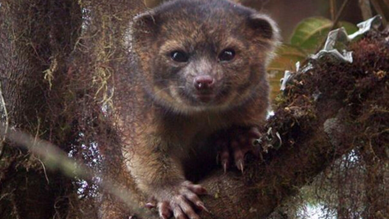 Olingito