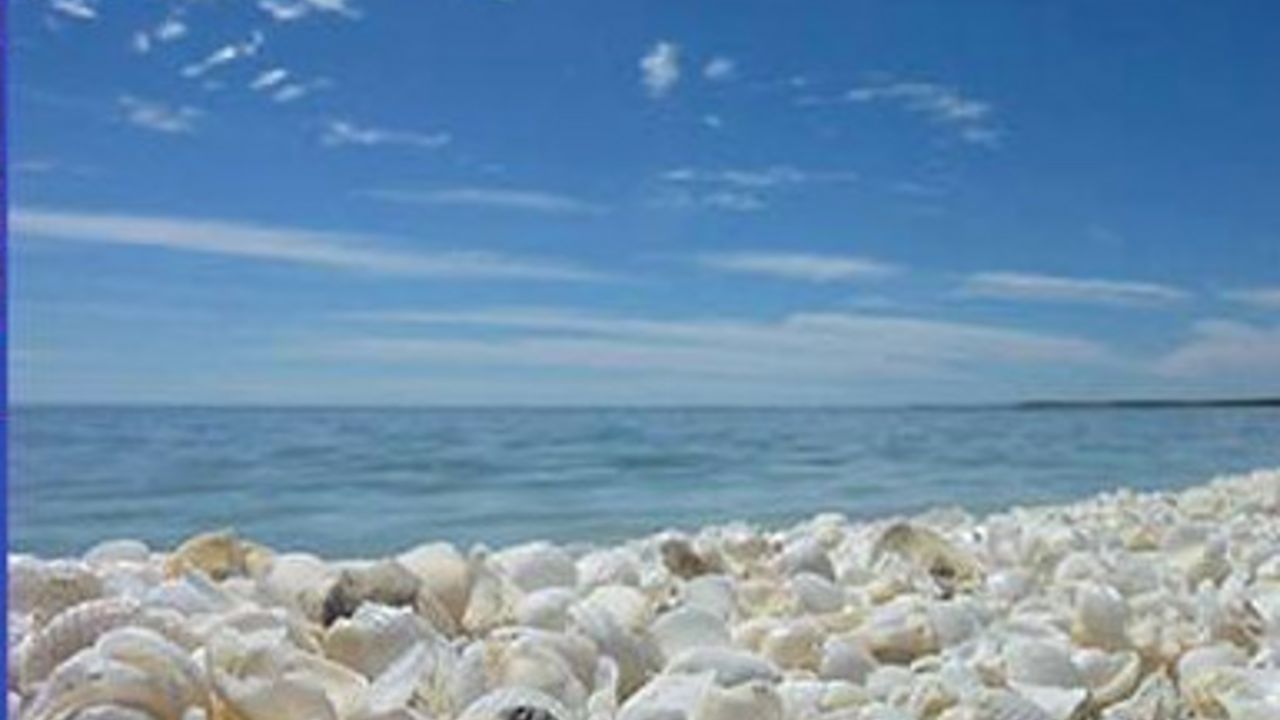Plaža školjki