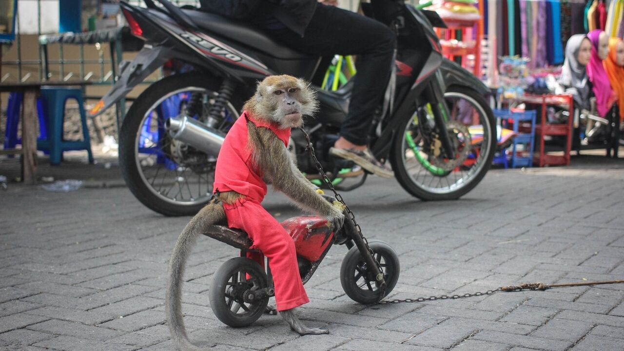 Dugorepi majmun na motoru
