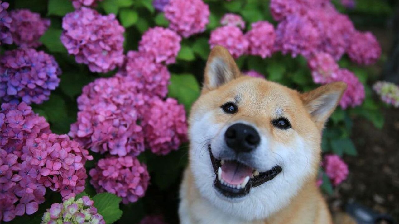 Maru