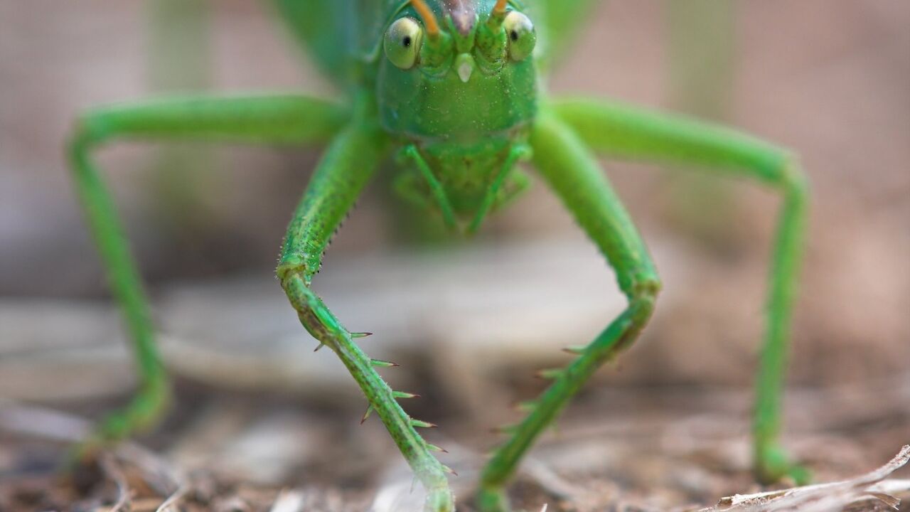 Skakavac