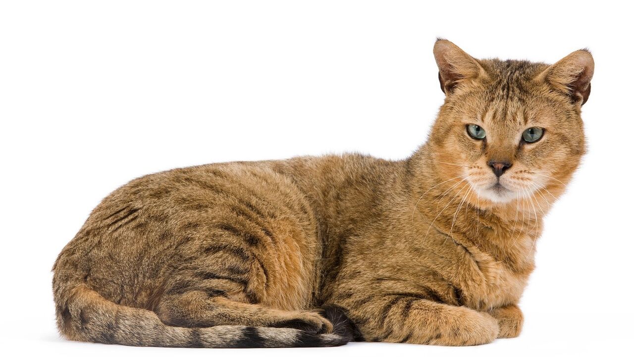 Chausie mačka