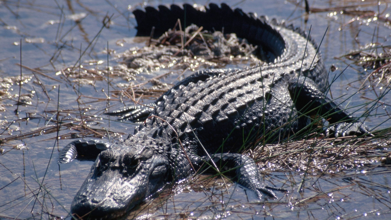 aligator