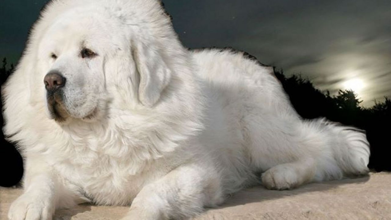 Tibetanski mastif