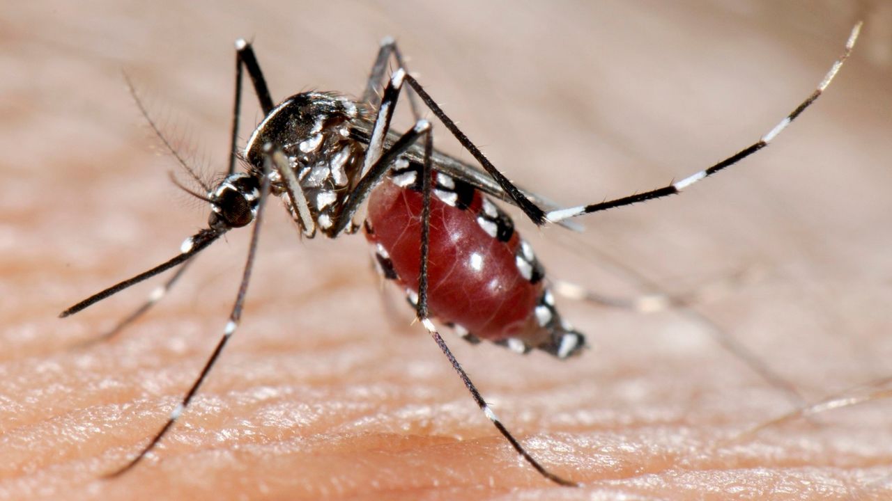 komarac prenosi virus Zapadnog Nila