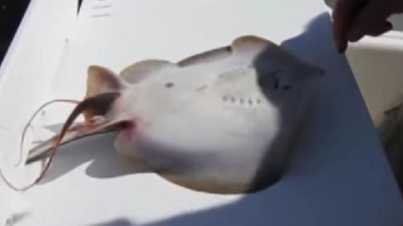 Raža