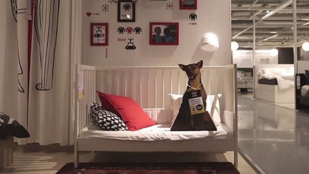 Ikea kartonski pas