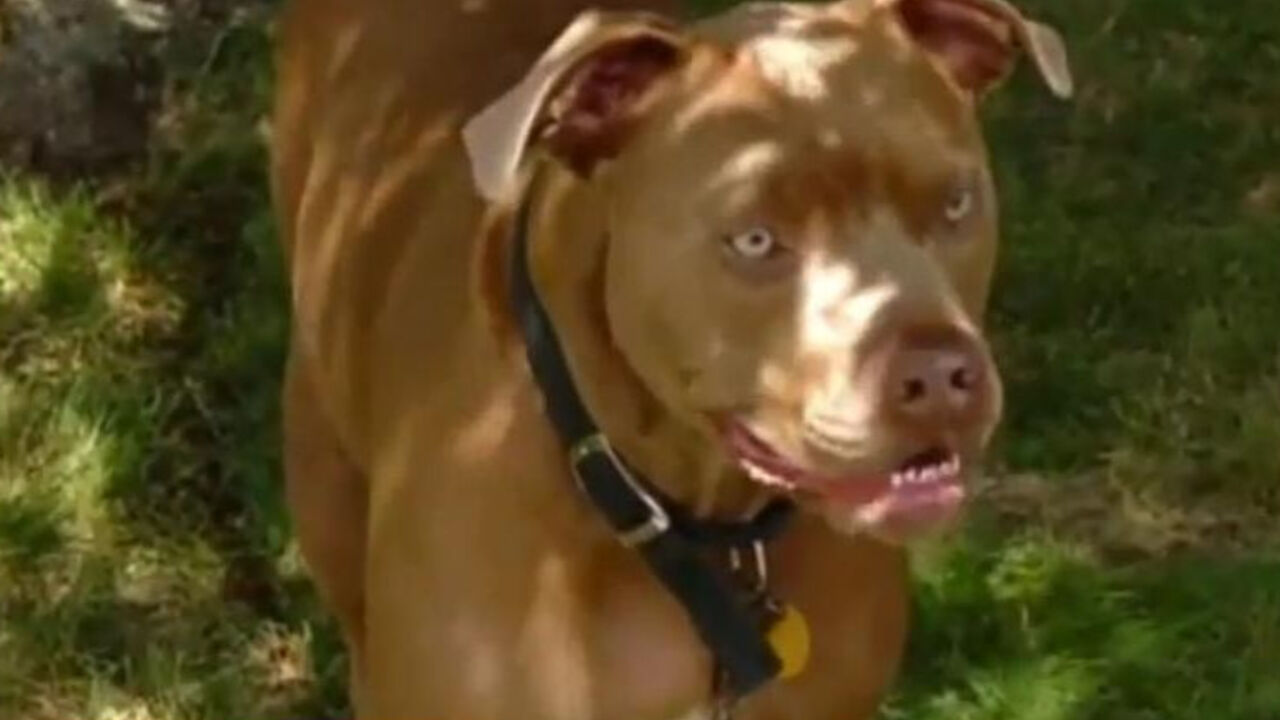 Pit bul koji je spasio dečaka