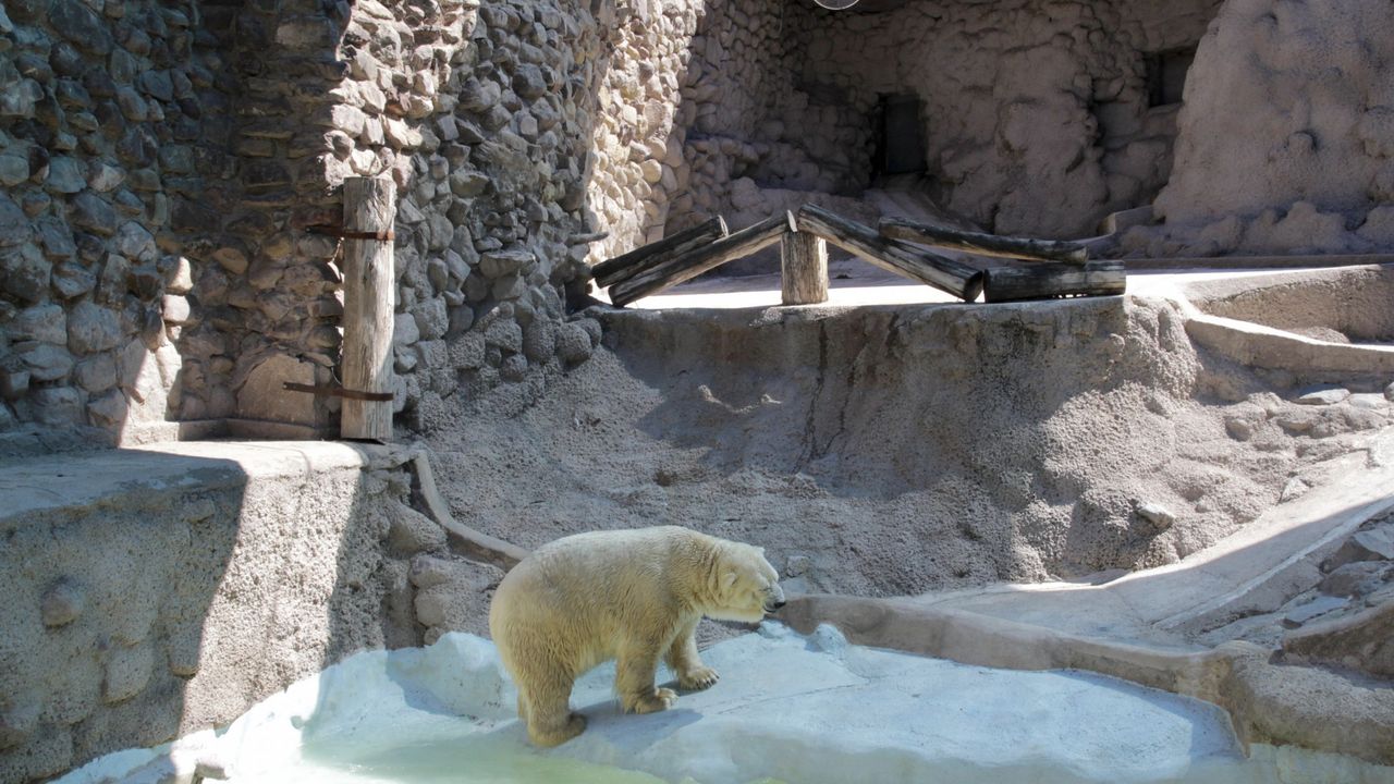 Polarni medved