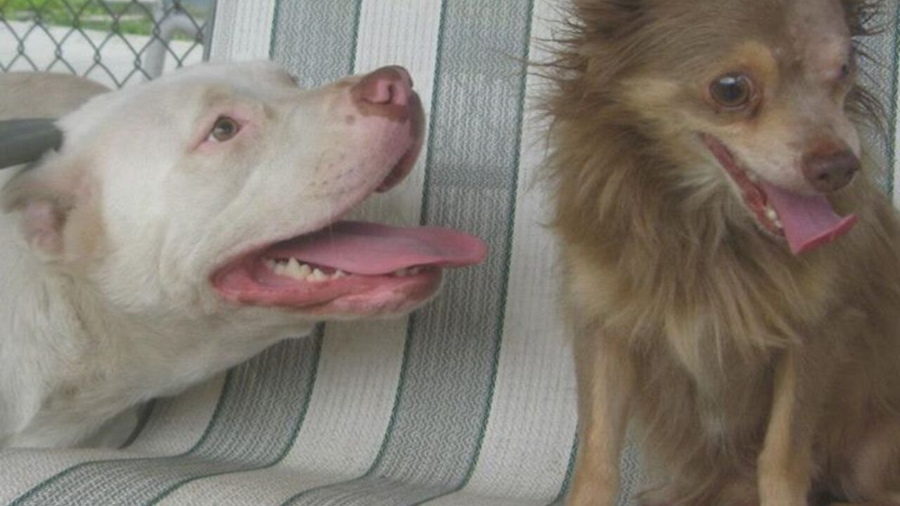 Pit bul i čivava