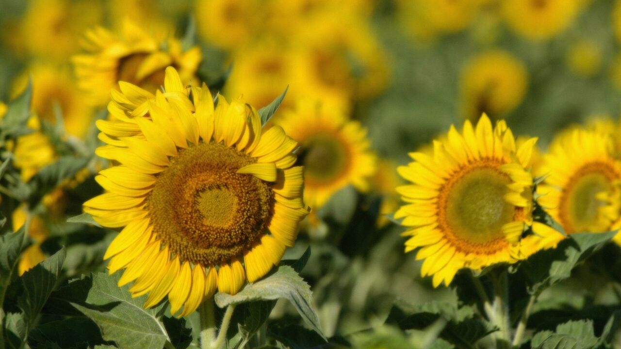 Suncokret