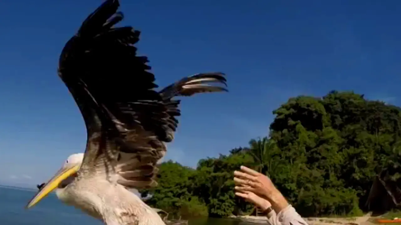 Pelikan sa GoPro kamerom
