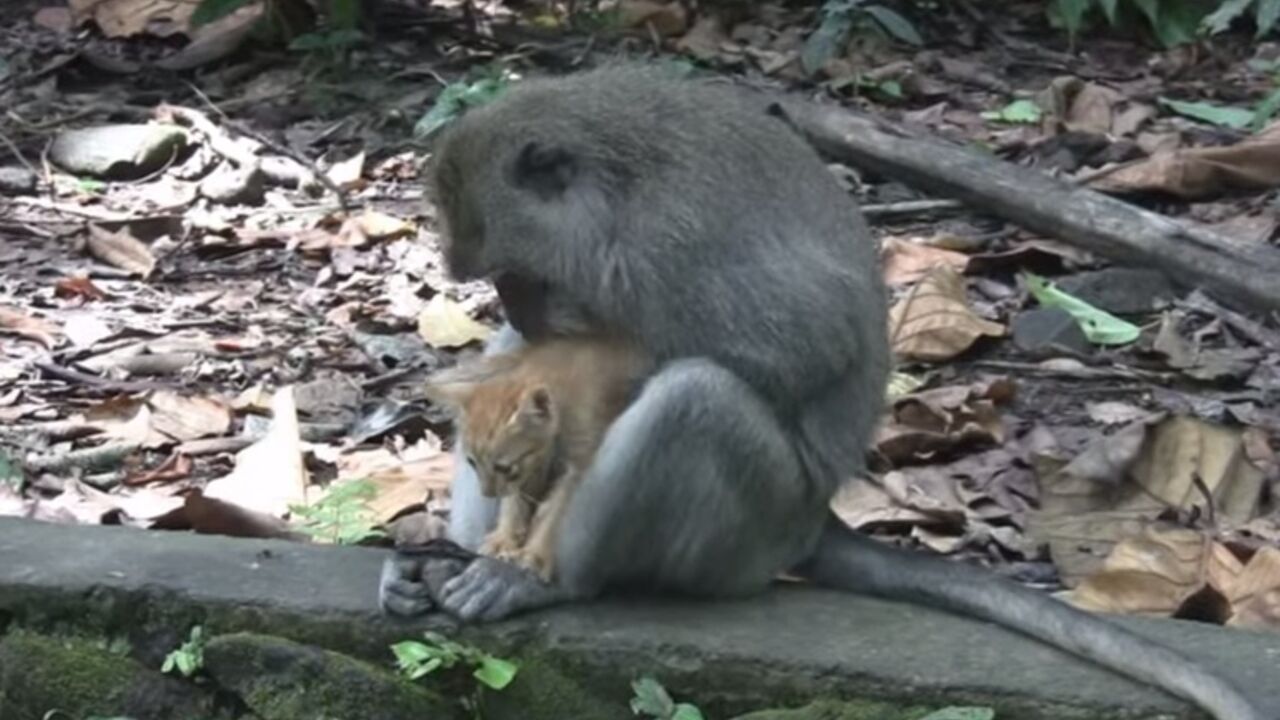 Makaki majmun i mačka
