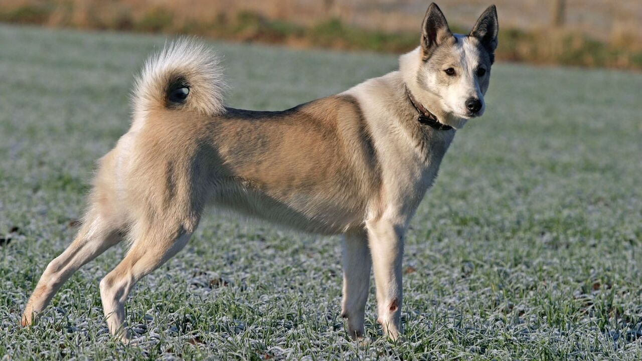 Lajka