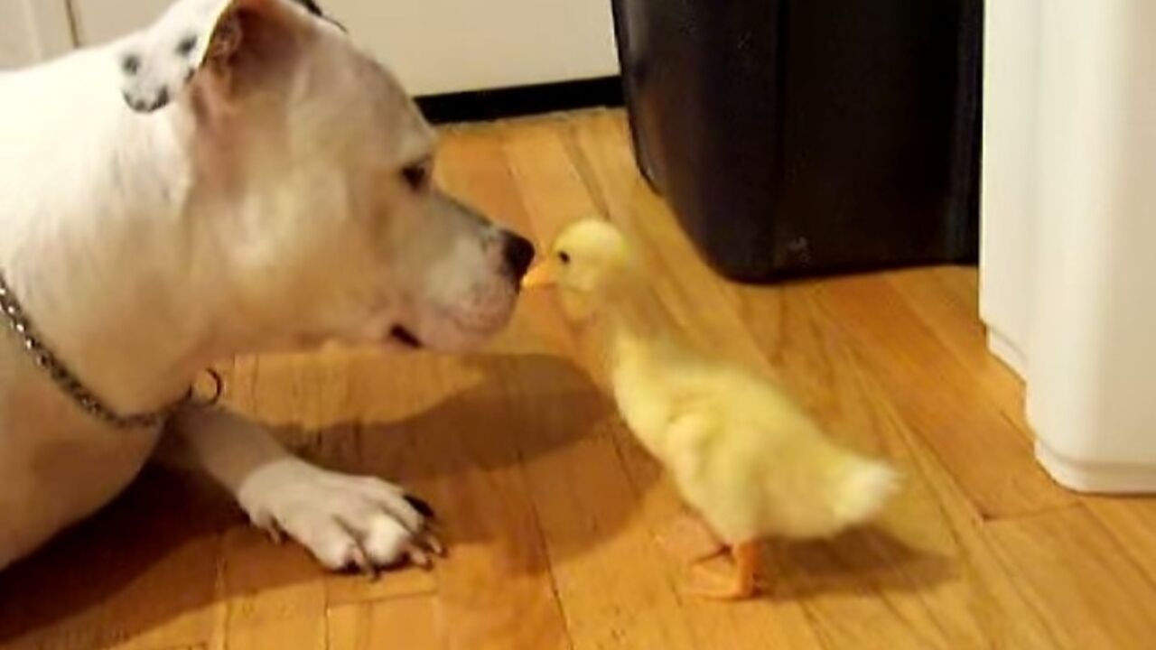 Pitbul i pače