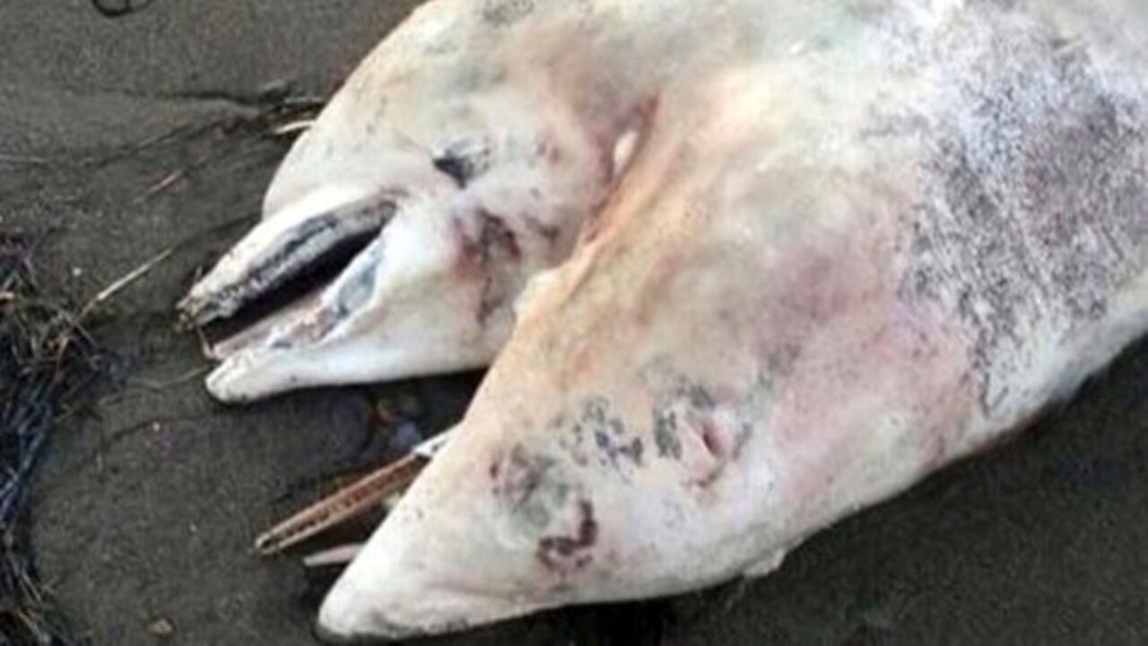 Dvoglavi delfin