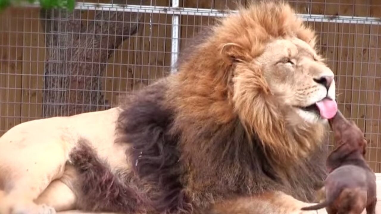 Pas i lav u zoo vrtu