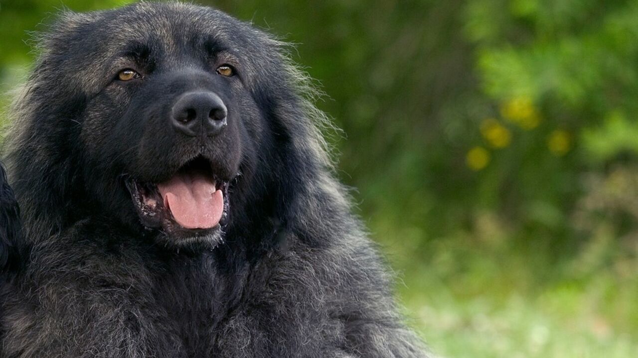 Šarplaninac