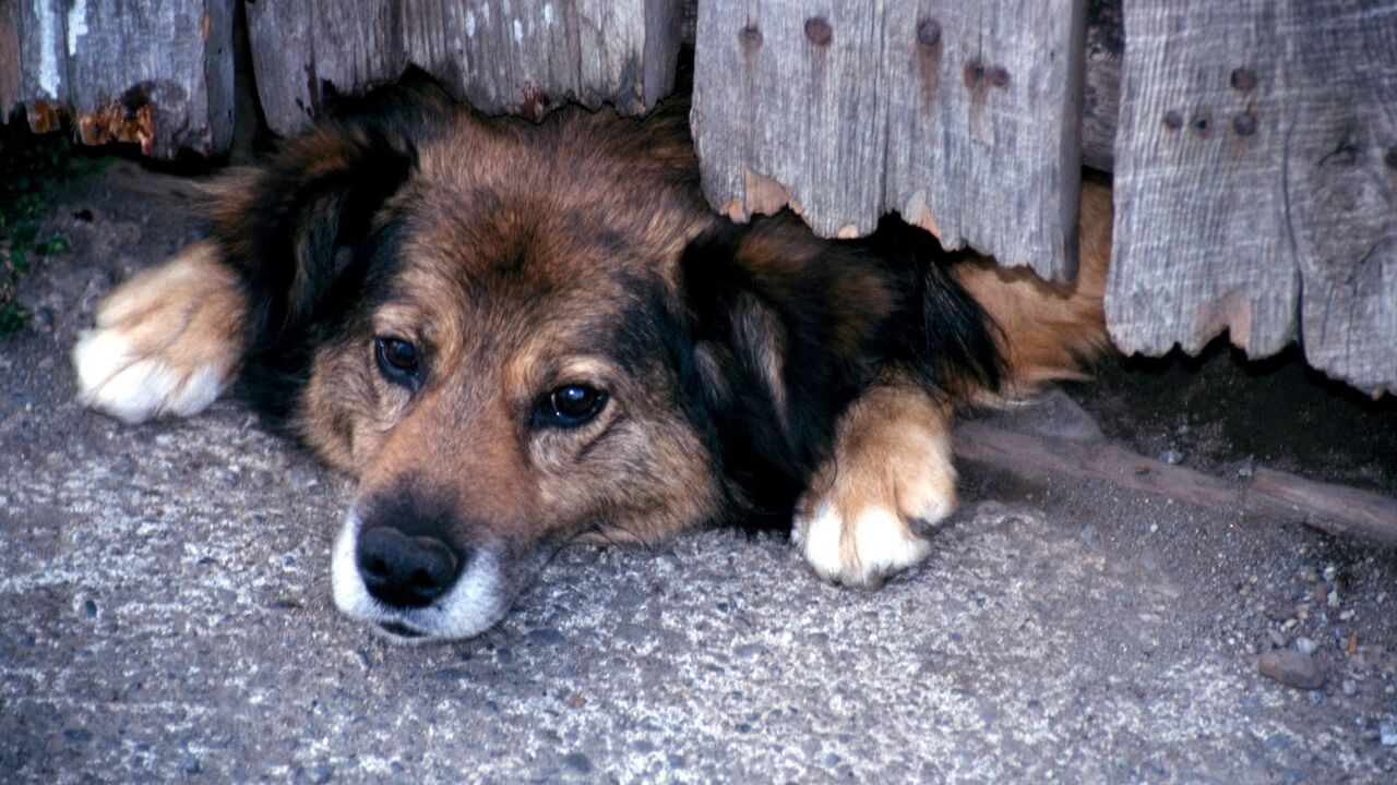Tužan pas