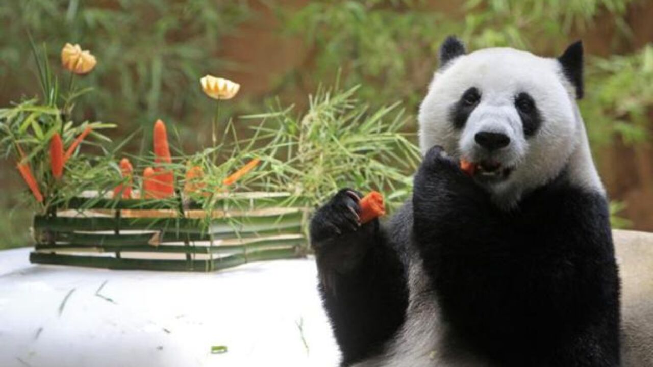 Panda jede šargarepe