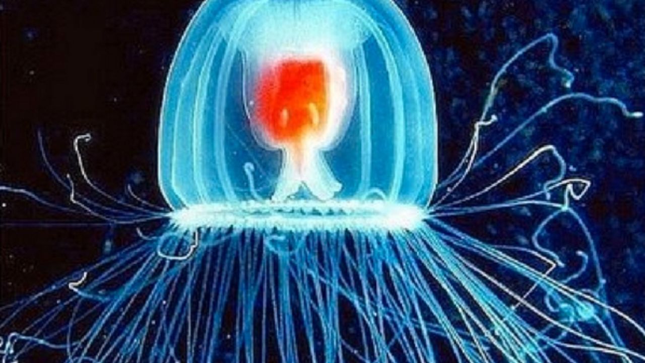 Meduza