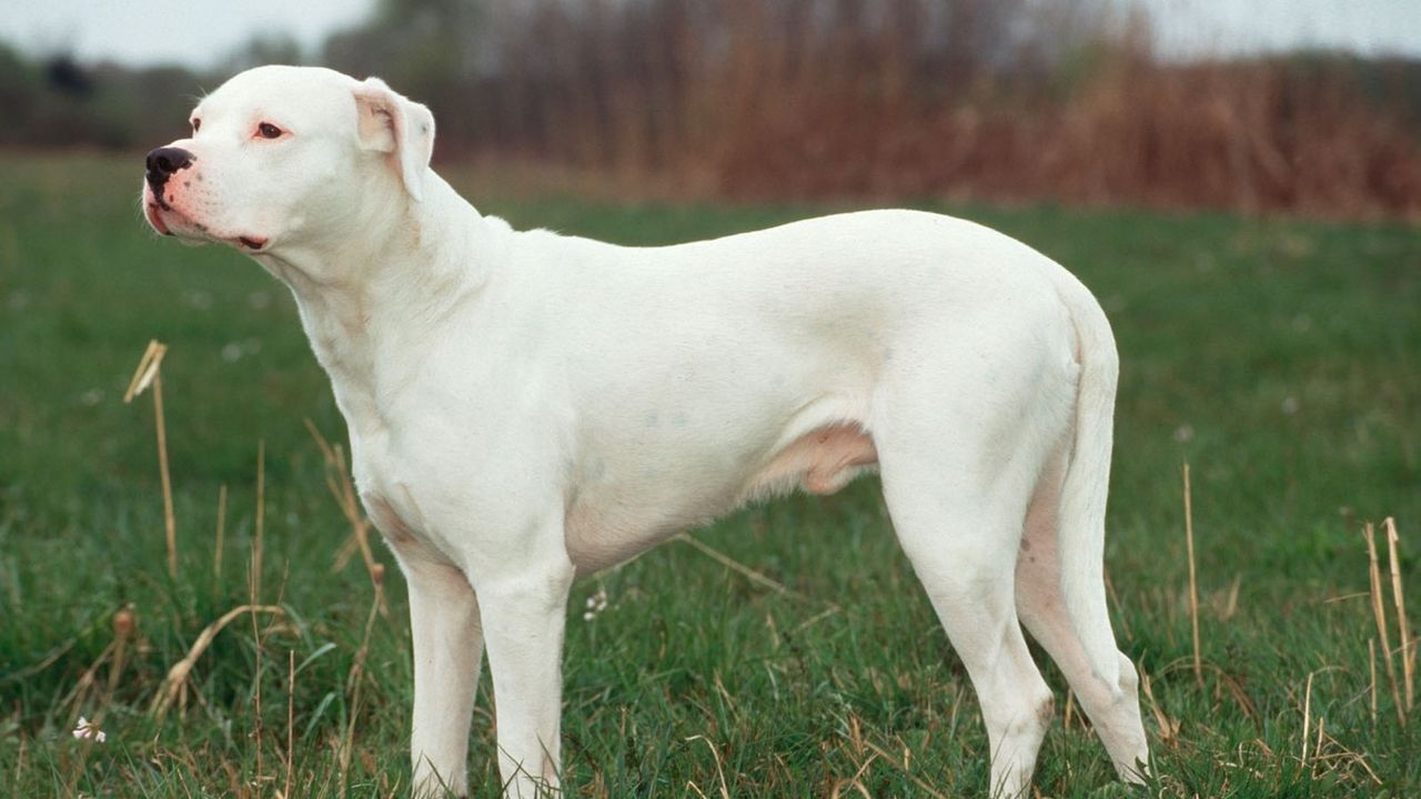 Argentinska doga