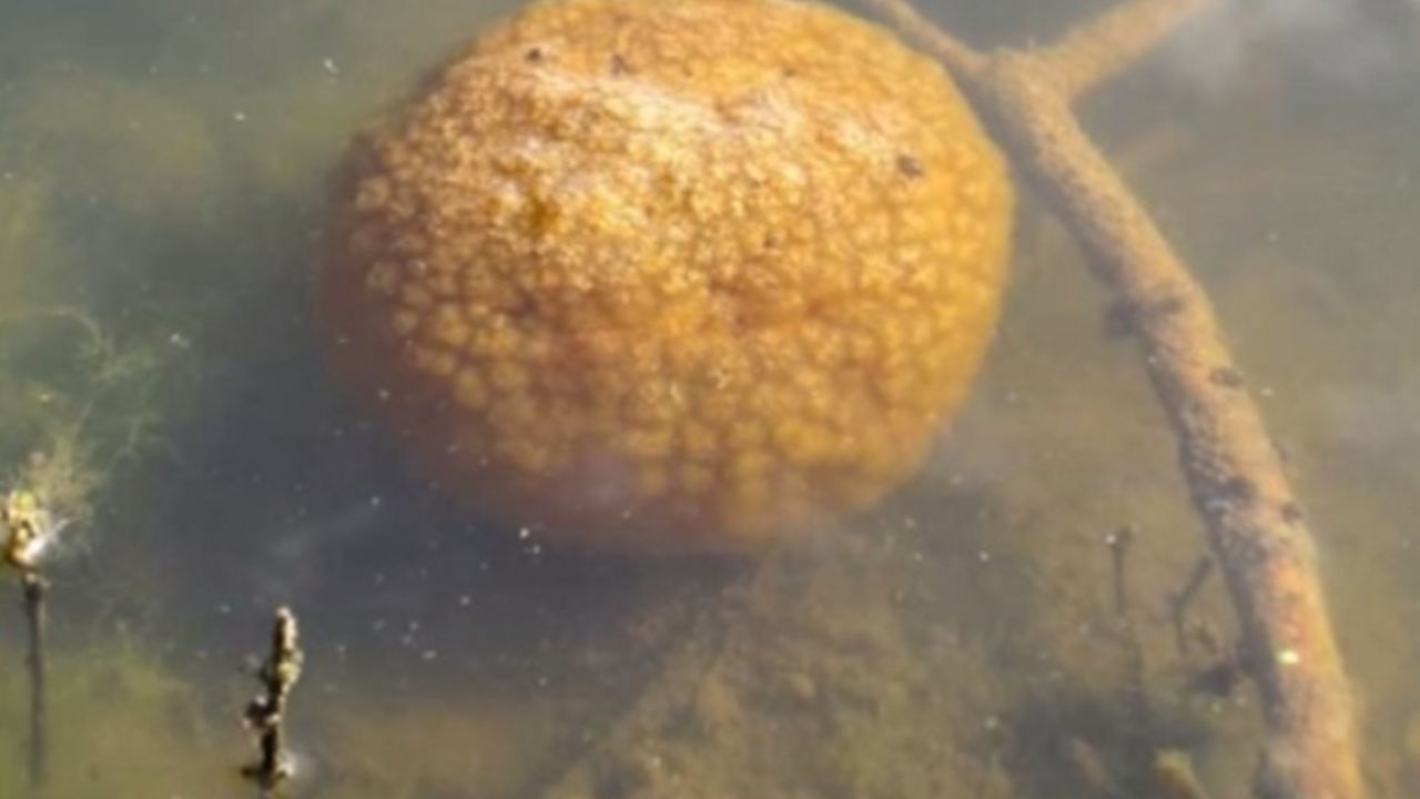 Slatkovodna meduza