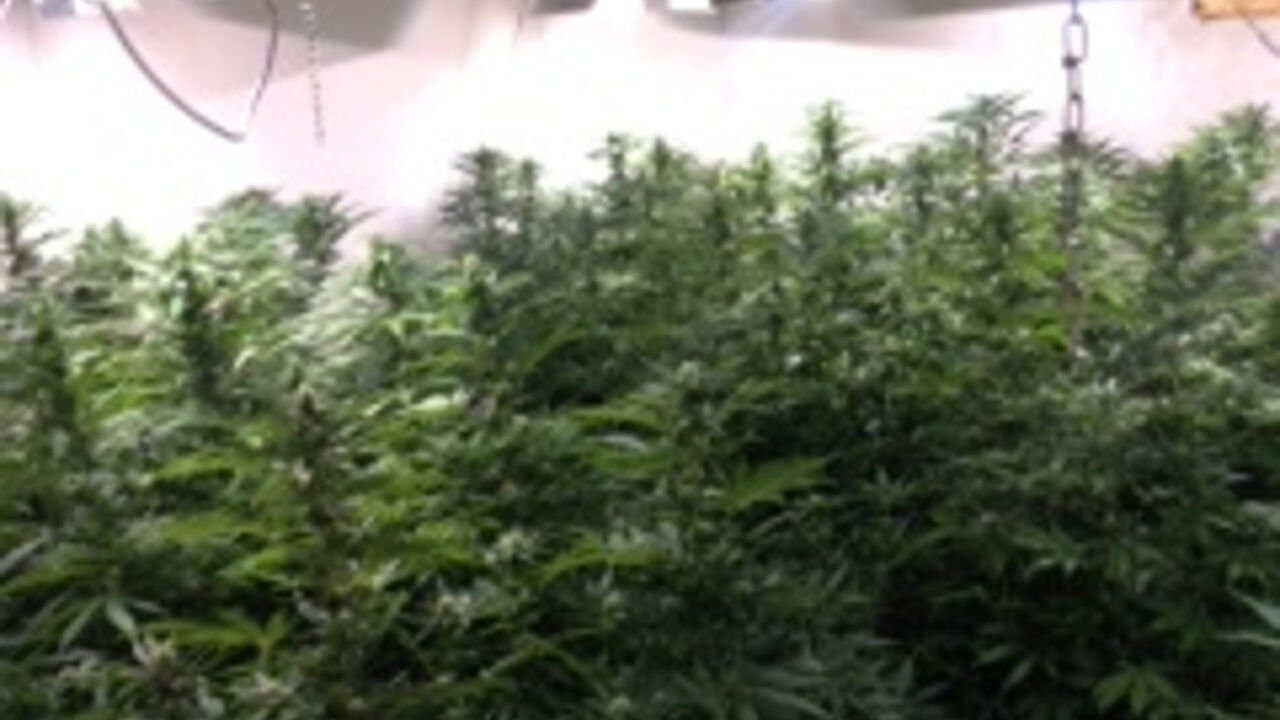 Marihuana