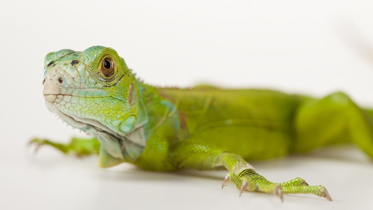 Gušter