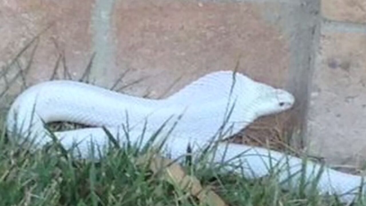 Albino kobra