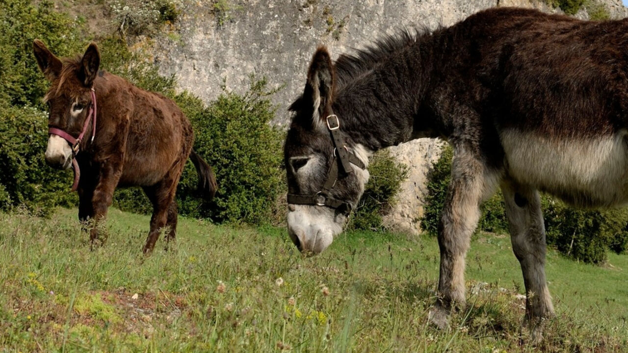 magarci